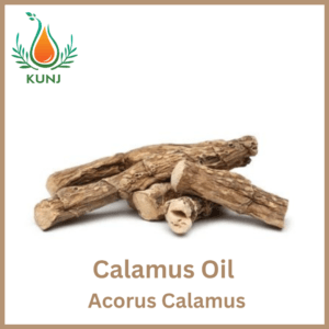 Calamus oil