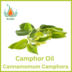 Camphor oil