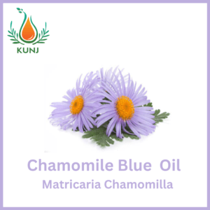 Chamomile blue oil