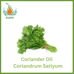 Coriander Seed oil