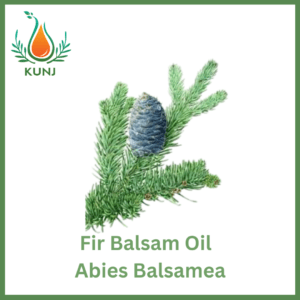 Fir balsam oil