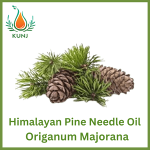 Himalayan pine needle oil