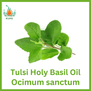 Holi basil oil