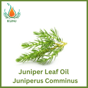 Juniper leaf oil