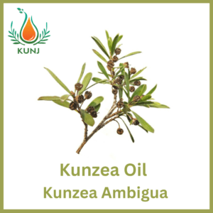 Kunzea oil