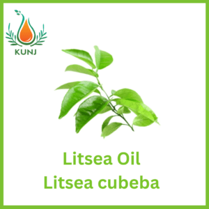 Litsia cubeba oil