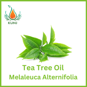 Tea Tree oil